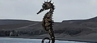 Statue Of A Seahorse景点图片