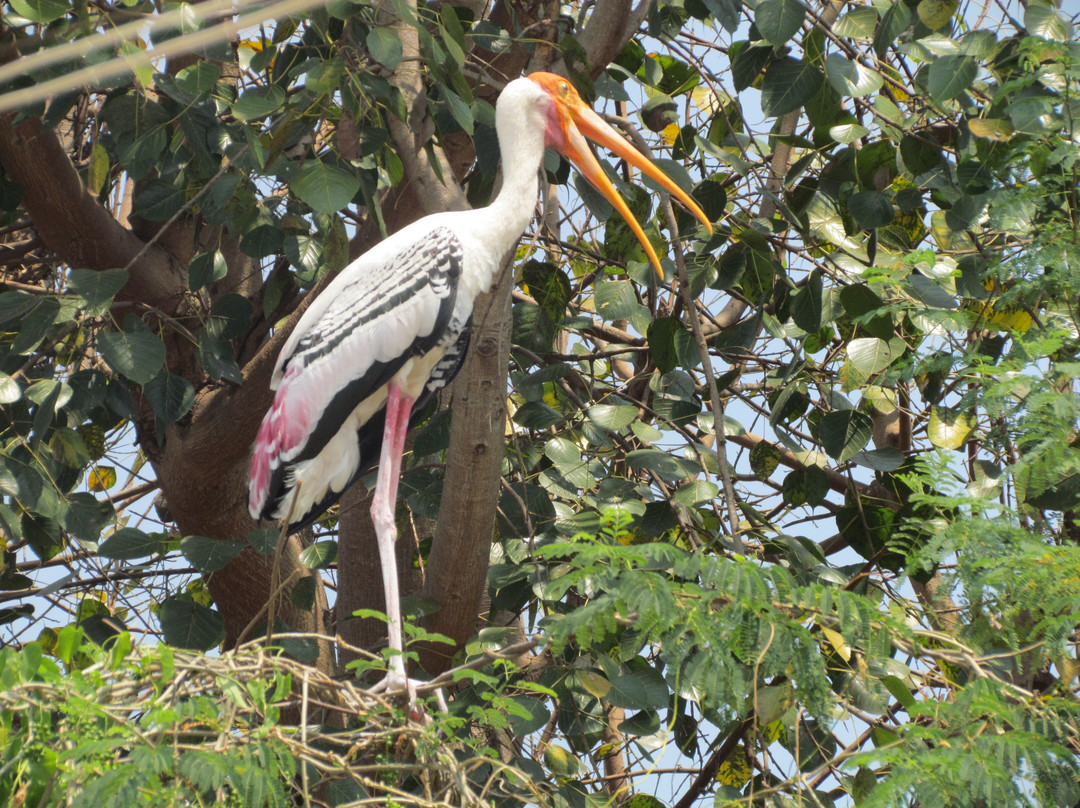 Kokrebellur Bird Sanctuary景点图片