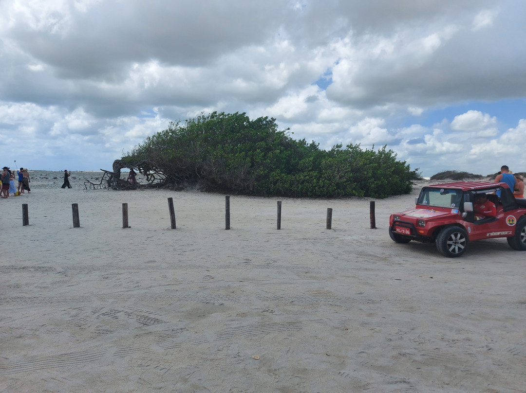 Árvore da Preguiça-杰里科科拉必去景点