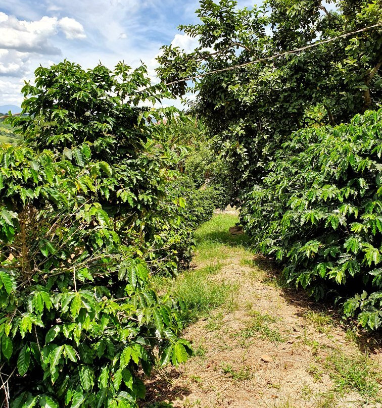Casa Baldoni - Fazenda de Café-Santa Rita Do Sapucai必去景点