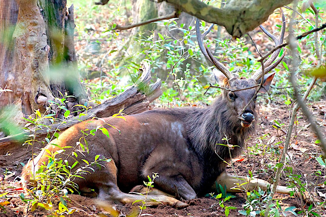 Tadoba Tiger King Resort主图