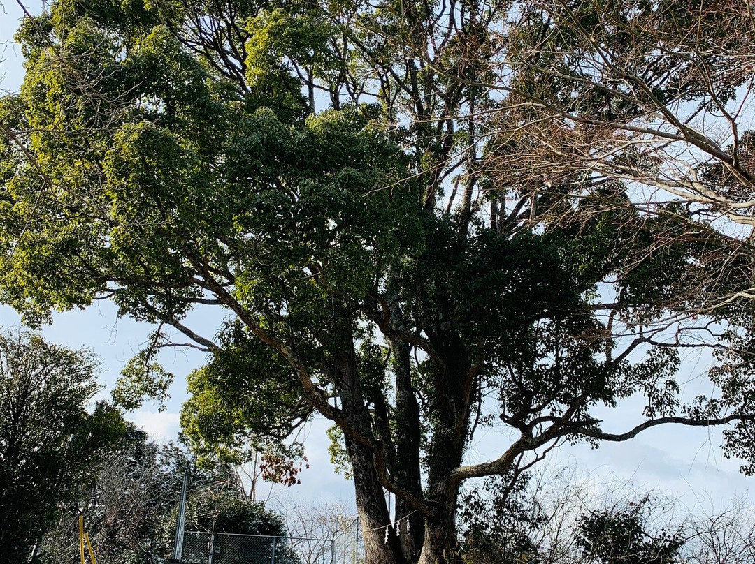 Samuhara Shrine-津山市必去景点
