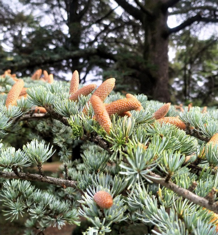 Massandrovskiy Park-雅尔达必去景点