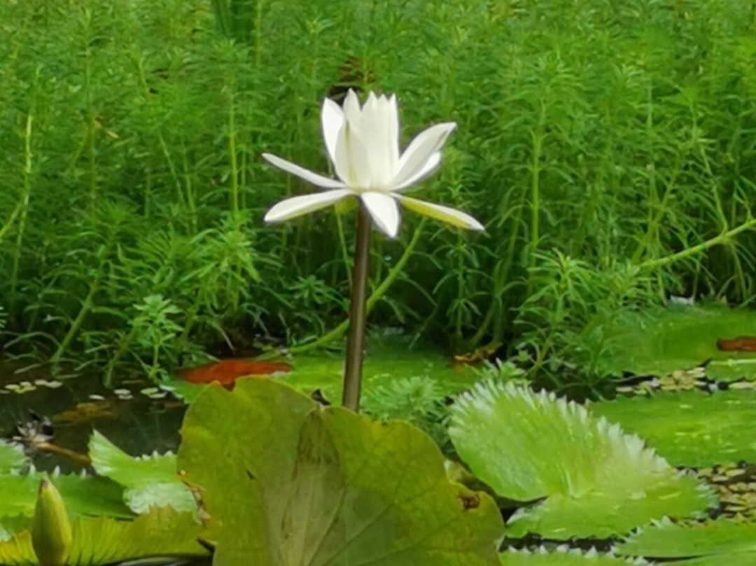 Terra Nostra Garden Hotel主图