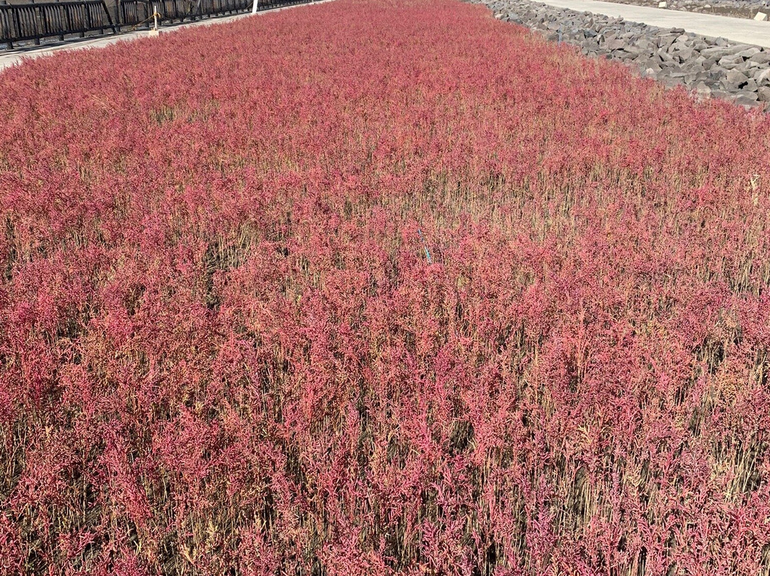 Suaeda Japonica Habitat-佐贺市必去景点