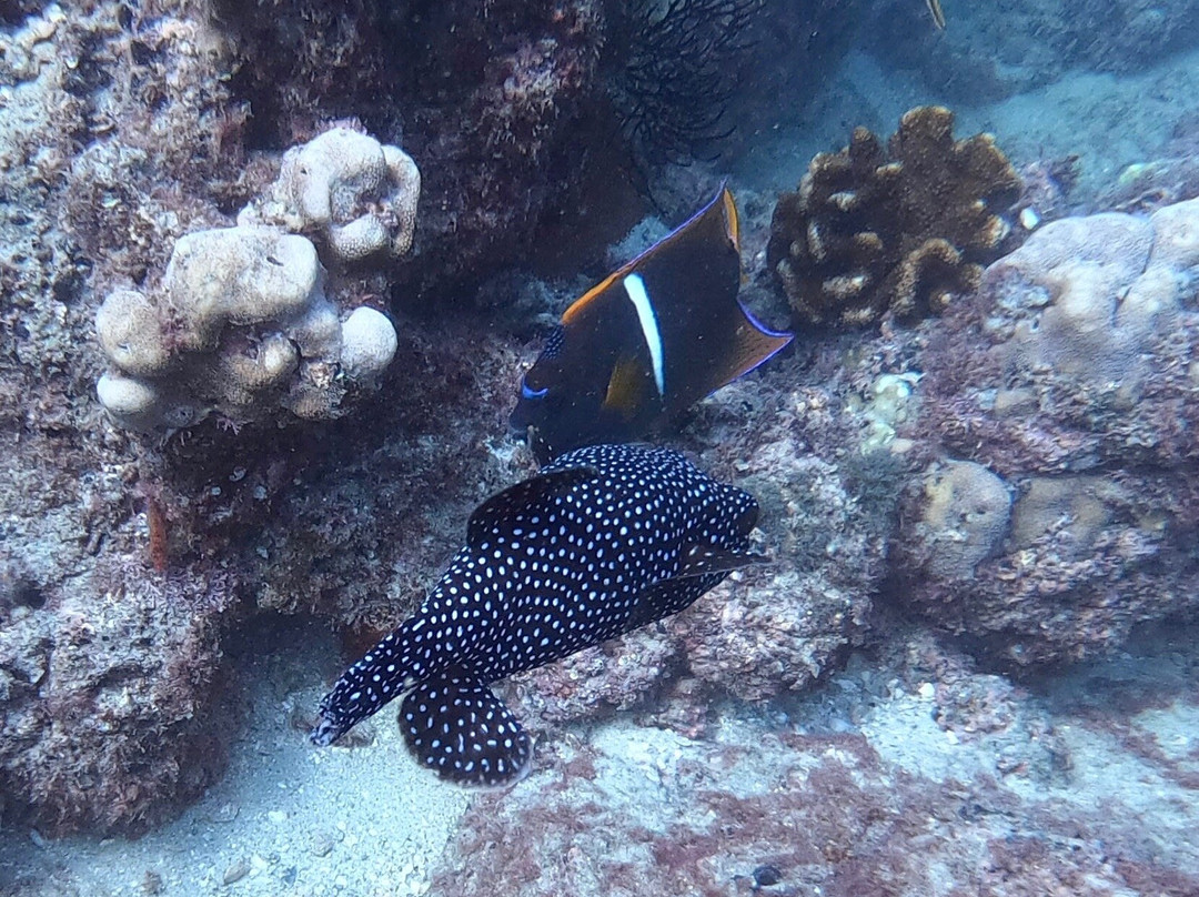 Dive In Baja-Los Barriles必去景点