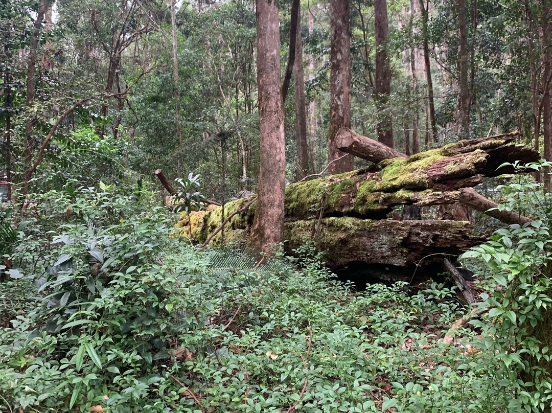 中央车站热带雨林景点图片
