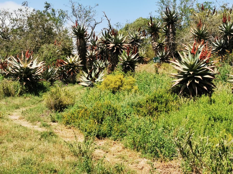 Bontebok National Park-斯韦伦丹必去景点