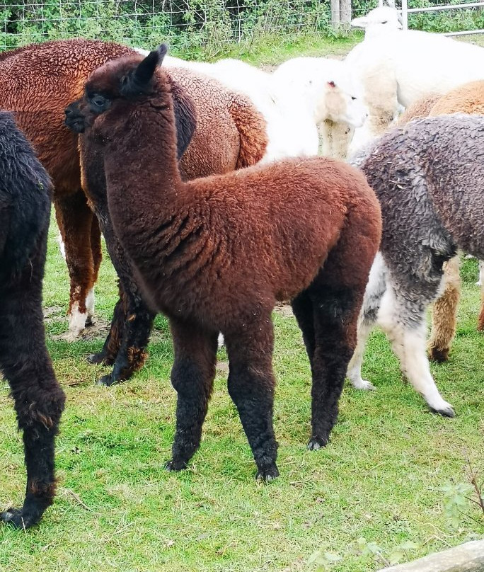 Faerie Tale Alpacas景点图片