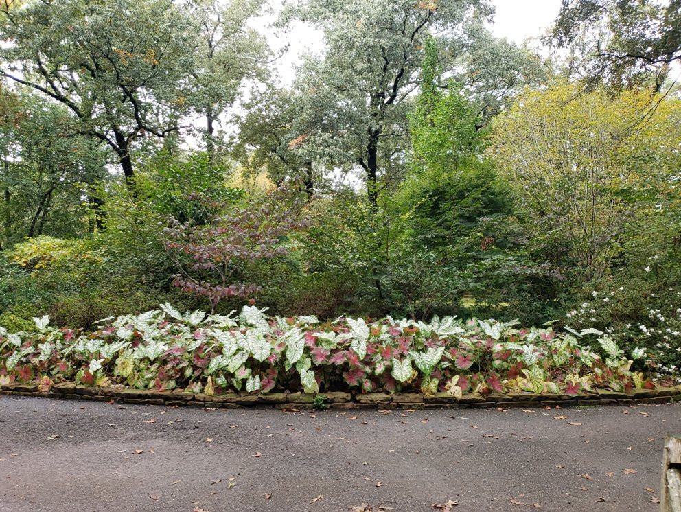 Memphis Botanic Garden景点图片