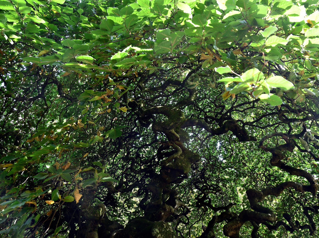 Foret Domaniale de Verzy景点图片