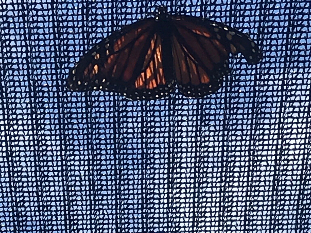 Butterfly Pavilion & Gardens at ECEC景点图片