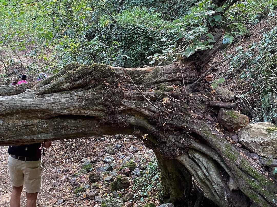 Bosco Del Sasseto景点图片