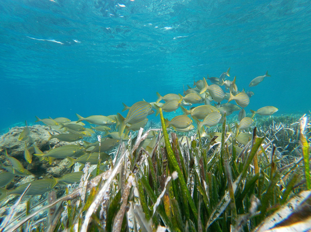 Snorkel Cabo de Gata景点图片