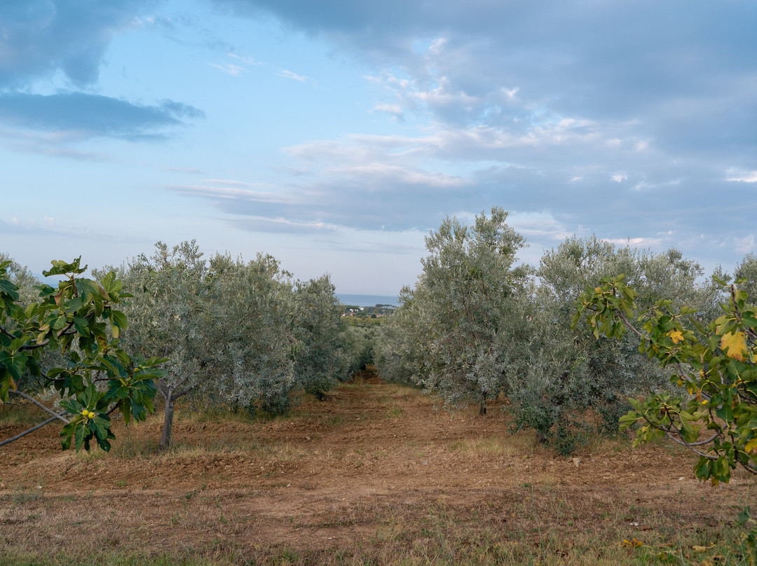 Podere L'Agave主图