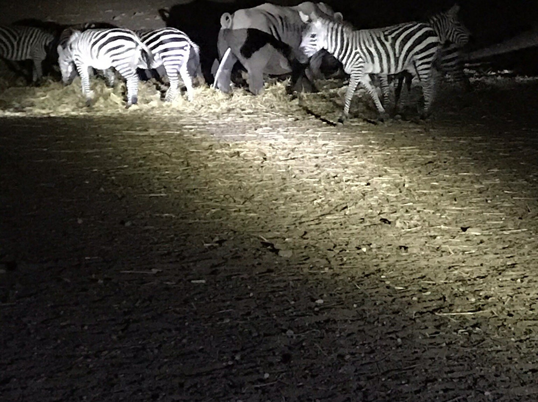 Ramat Gan Safari-拉马干必去景点