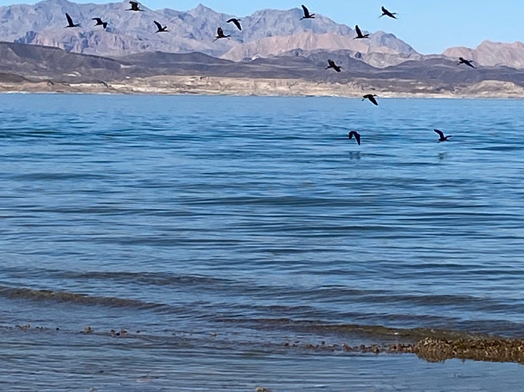Boulder Beach Campground (Lake Mead National Recreation Area)-博尔德城必去景点