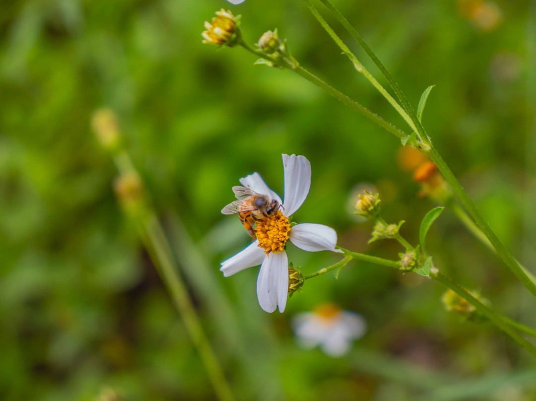 Punta Terraza-Tonala必去景点