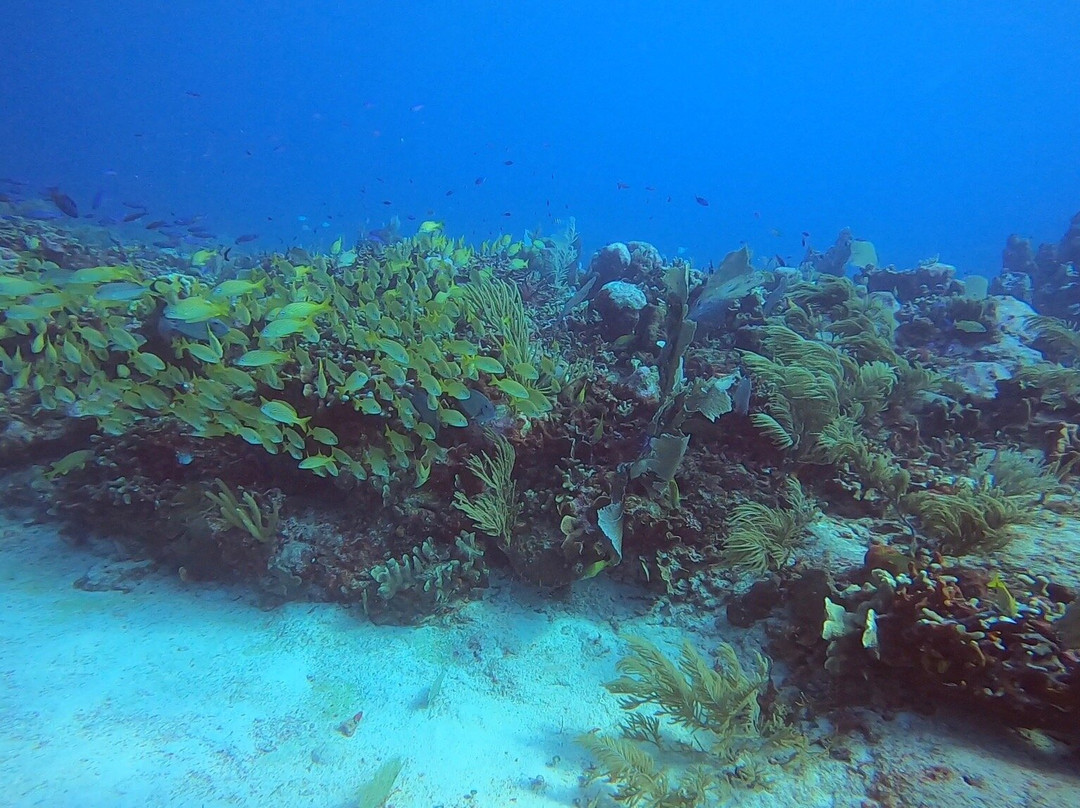 Wet Set Diving Adventures-从莫雷洛斯港必去景点