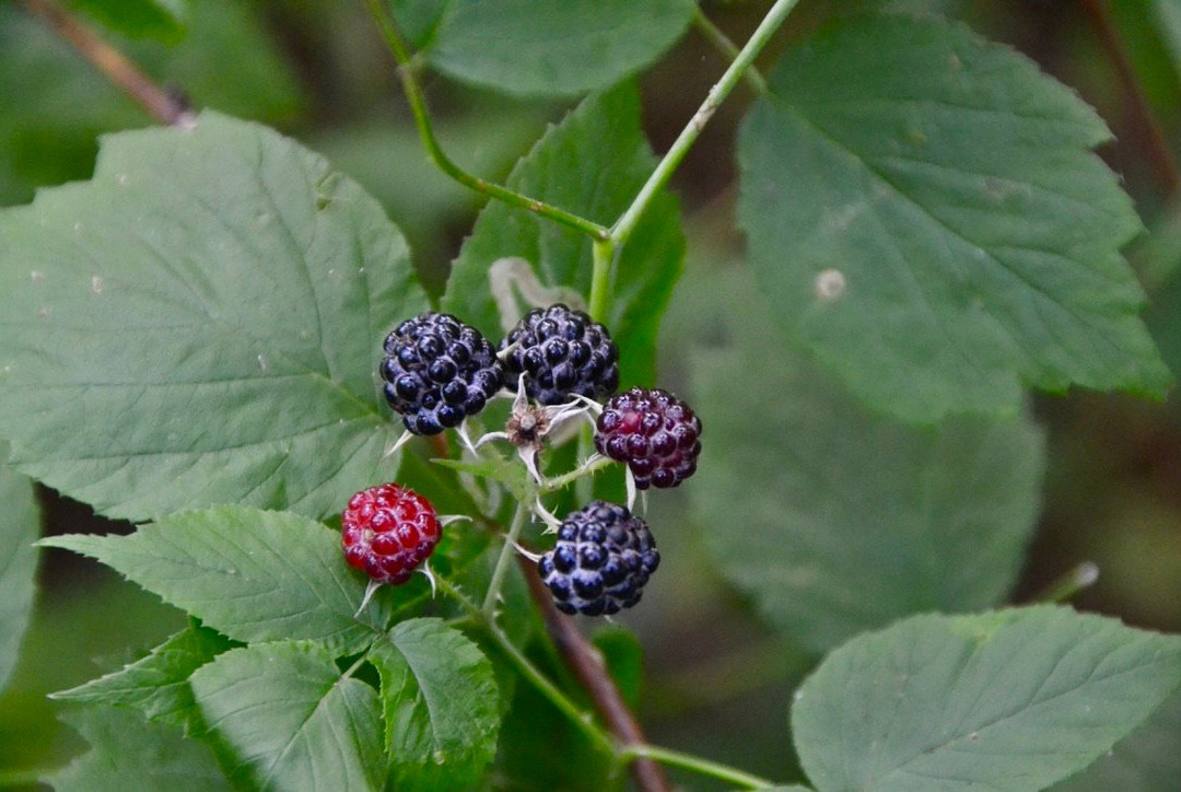 Loree Forest Loop-蓝山必去景点