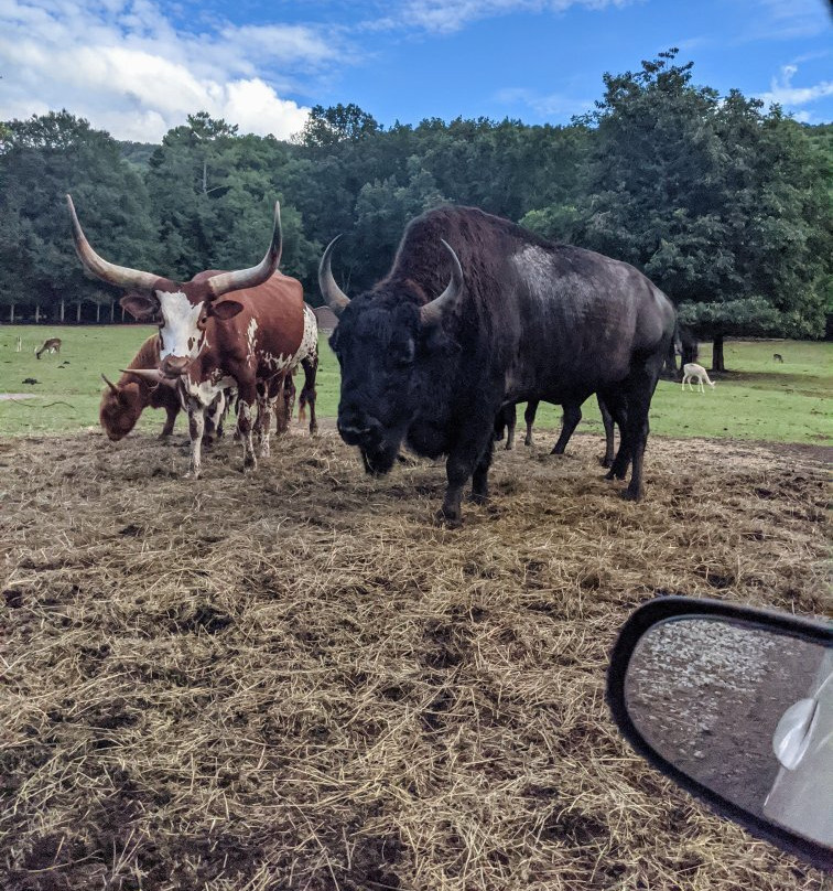 Harmony Park Safari-亨茨维尔必去景点
