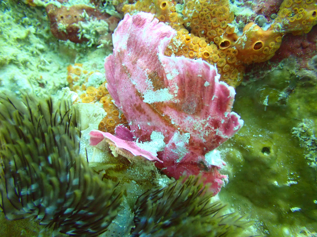 Diving Poseidon景点图片