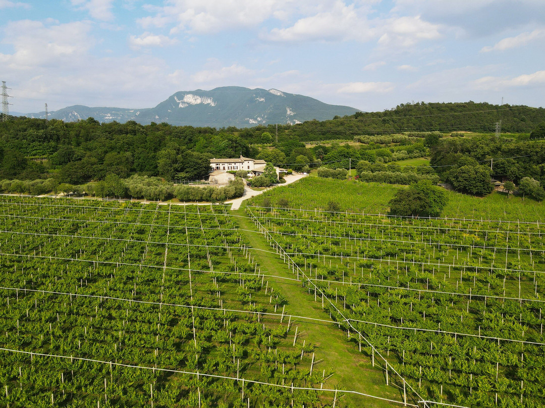 Serene Wine Store & More景点图片