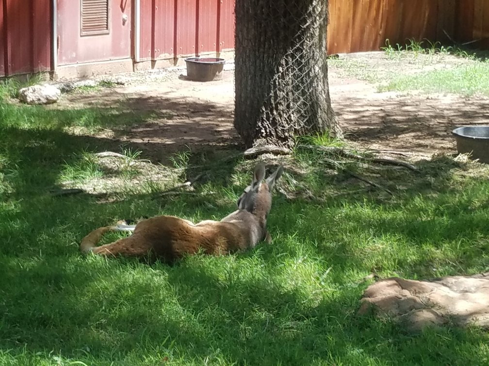 Amarillo Zoo-阿马里洛必去景点