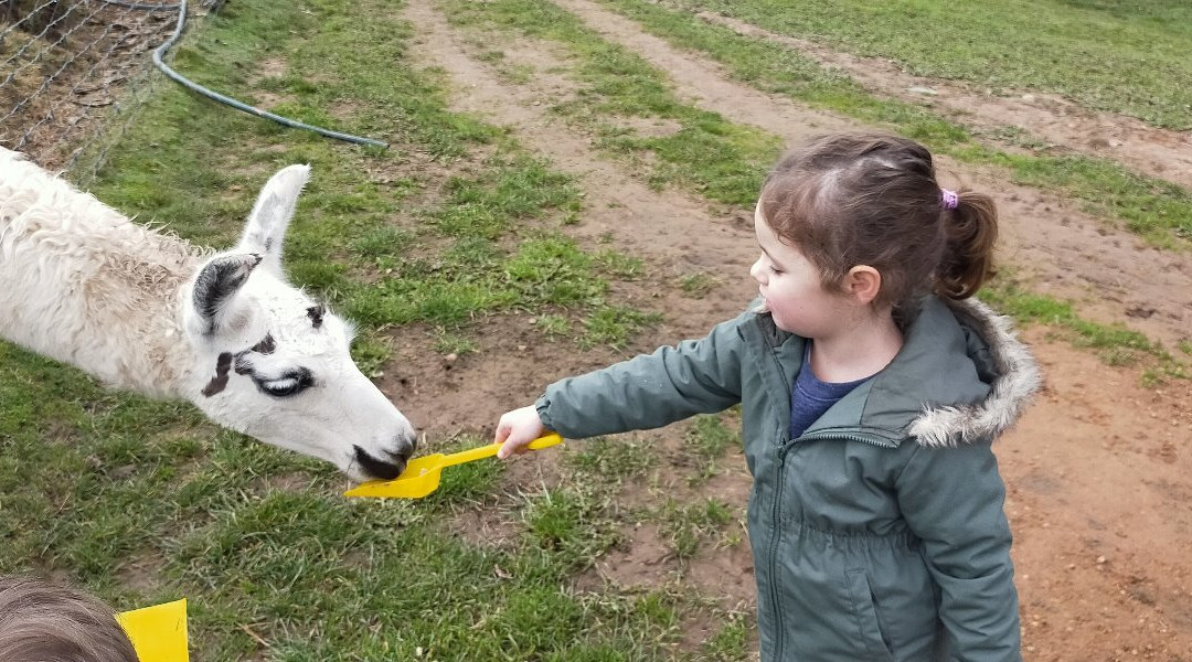 Mansfield Zoo-曼斯菲尔德必去景点