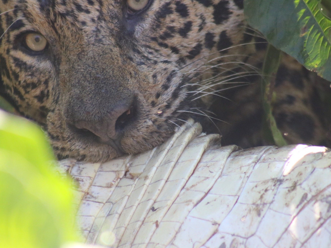 Pantanal Trackers景点图片