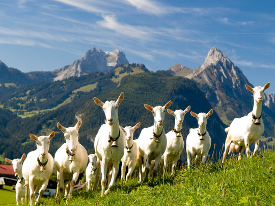 Switzerland Incoming-苏黎世必去景点