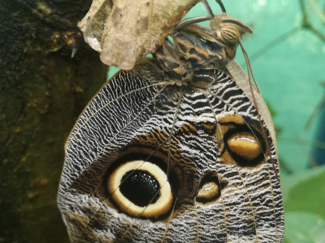 Mariposario La Casa De La Morpho Azul景点图片