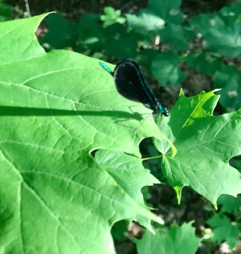 Mill Pond-Milton必去景点