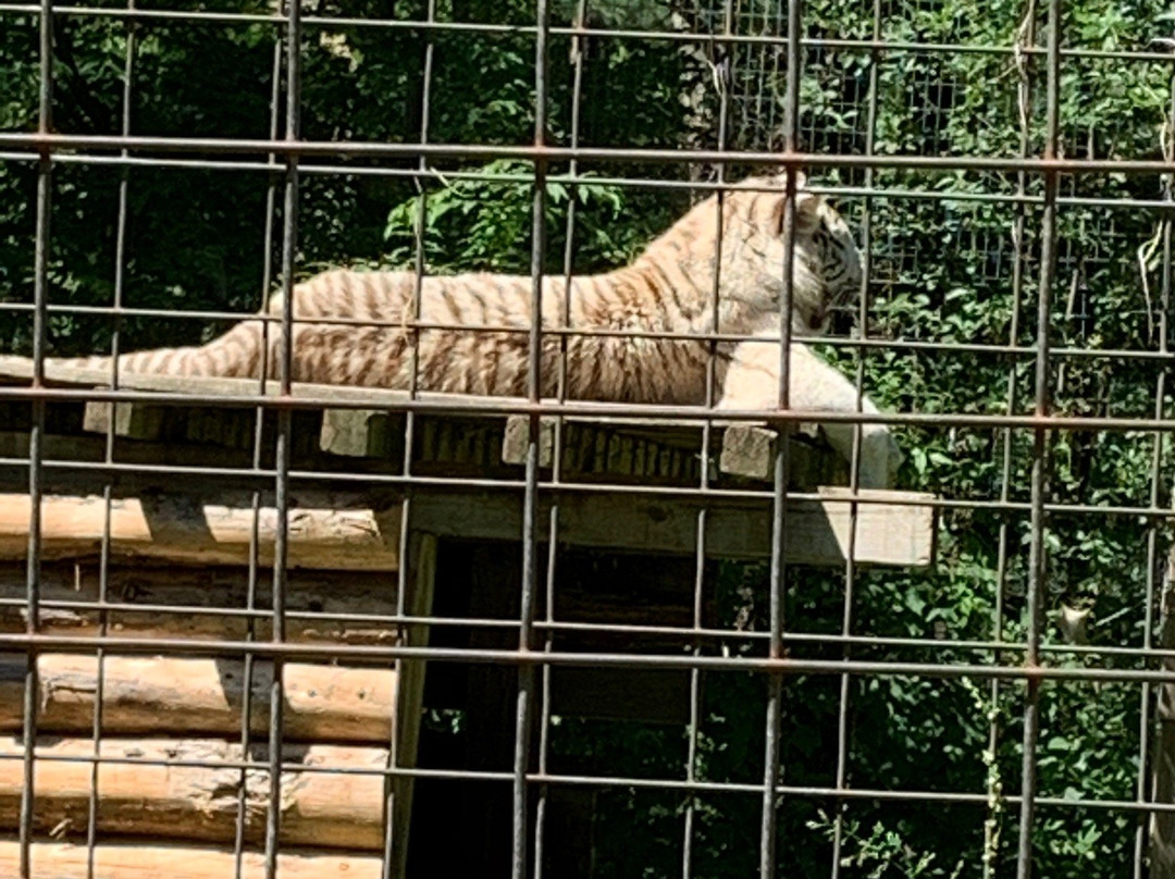 DeYoung Family Zoo-Wallace必去景点