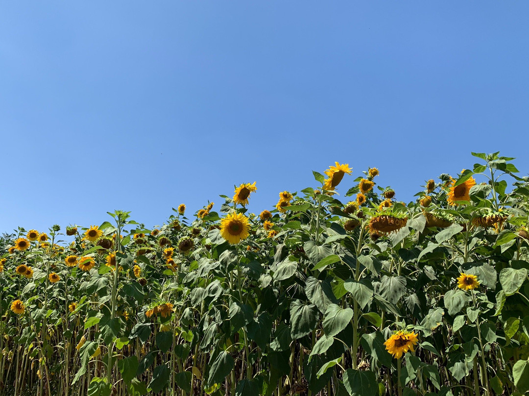 Farm Store at Kellogg Ranch-波莫纳必去景点