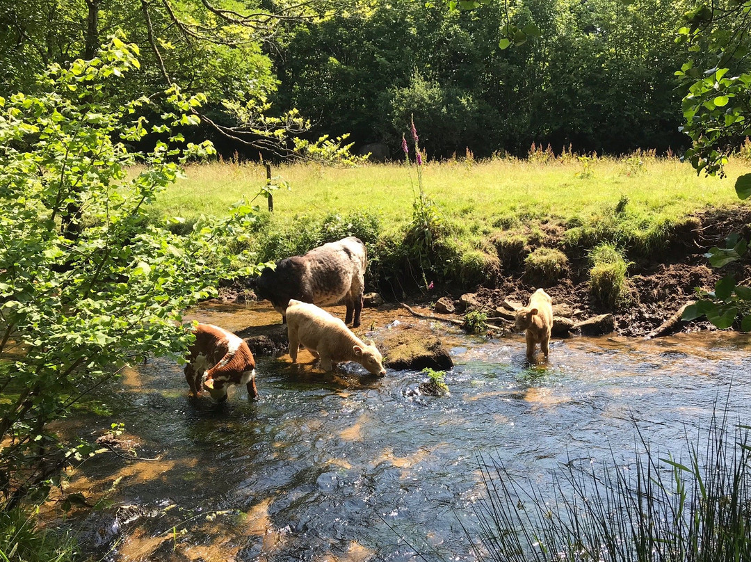 Golitha Falls and Siblyback lake circular walk-利斯卡德必去景点
