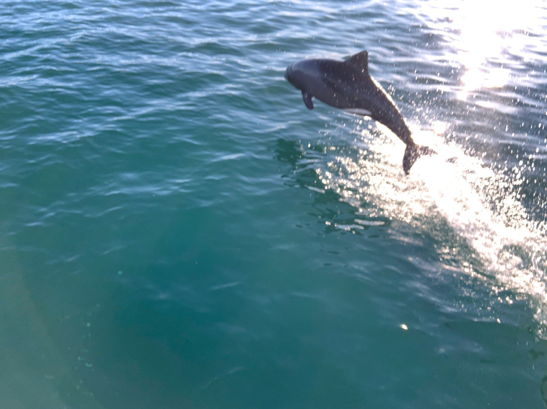 Penguin Catamaran Tours-吕德里茨必去景点