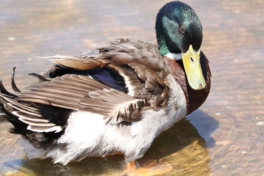 Sailor Bar Park-Fair Oaks必去景点