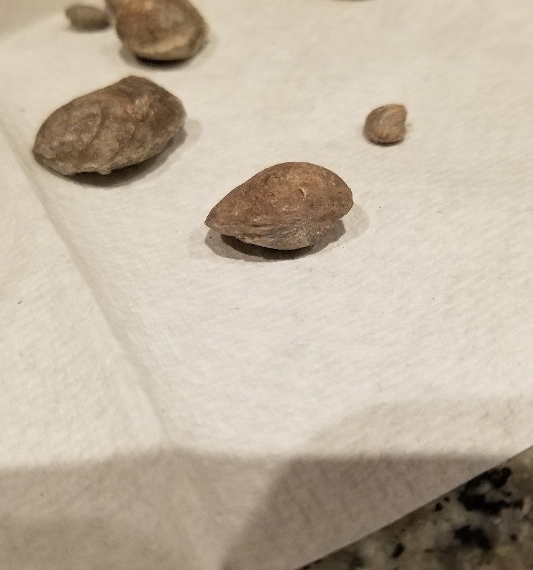 Paleo Site-Payson必去景点