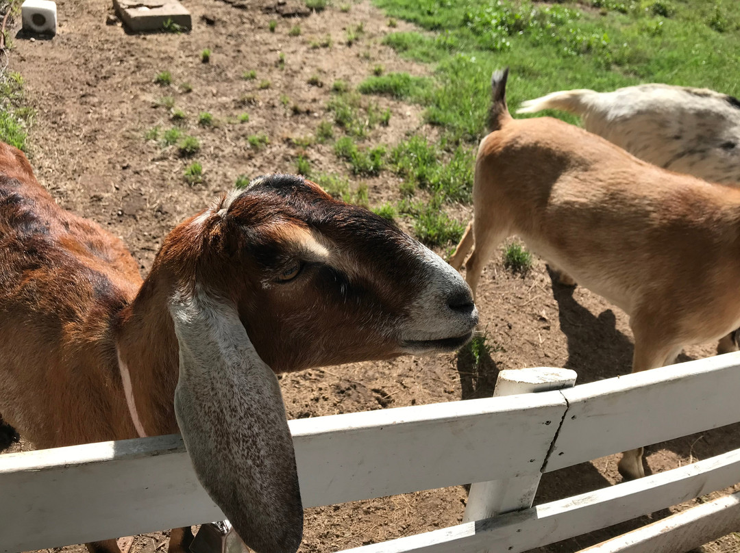 Country Woods Inn主图