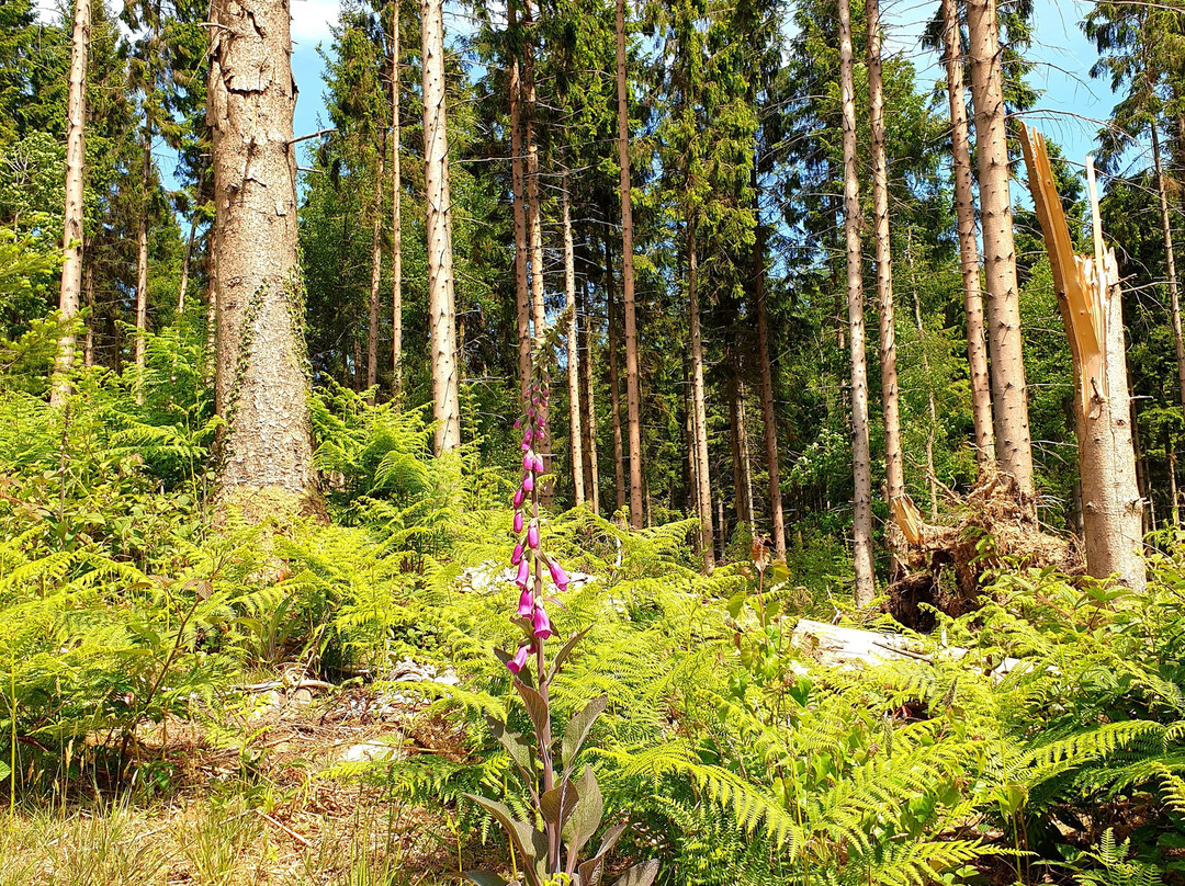 Wentwood Forest景点图片
