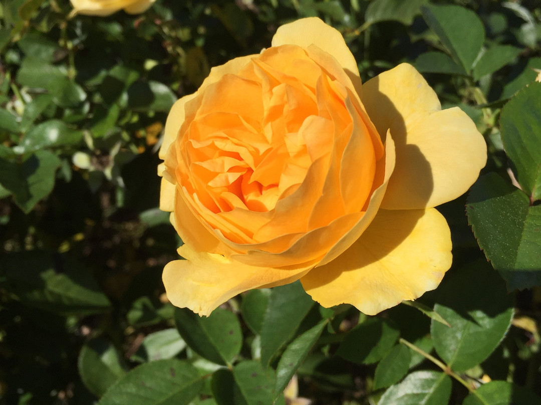Allentown Rose Gardens景点图片