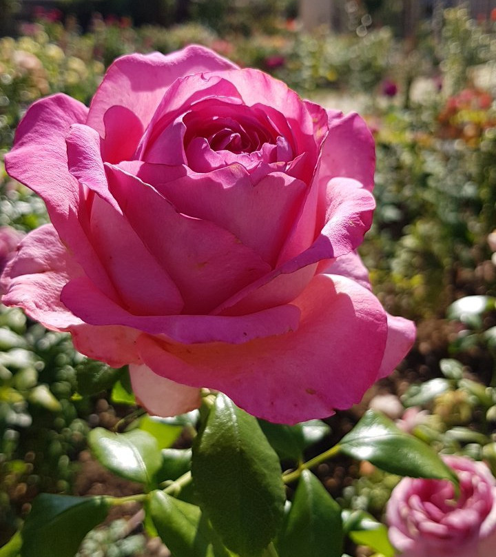 Terre de Rose Distillerie景点图片