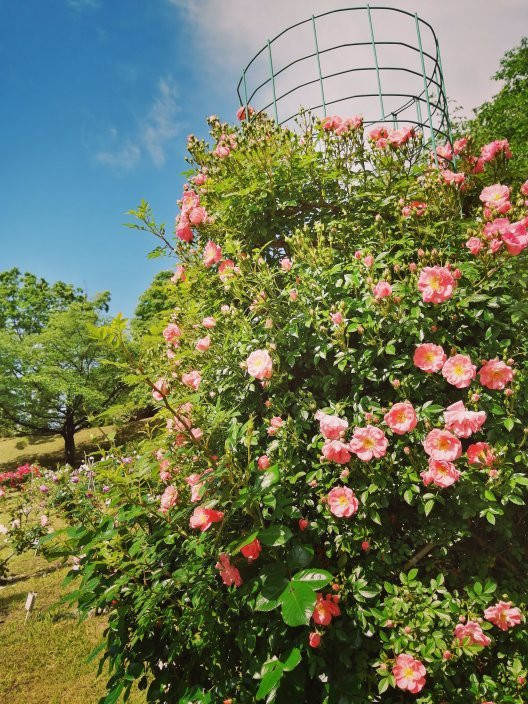 Nishiyama Park-丰田市必去景点