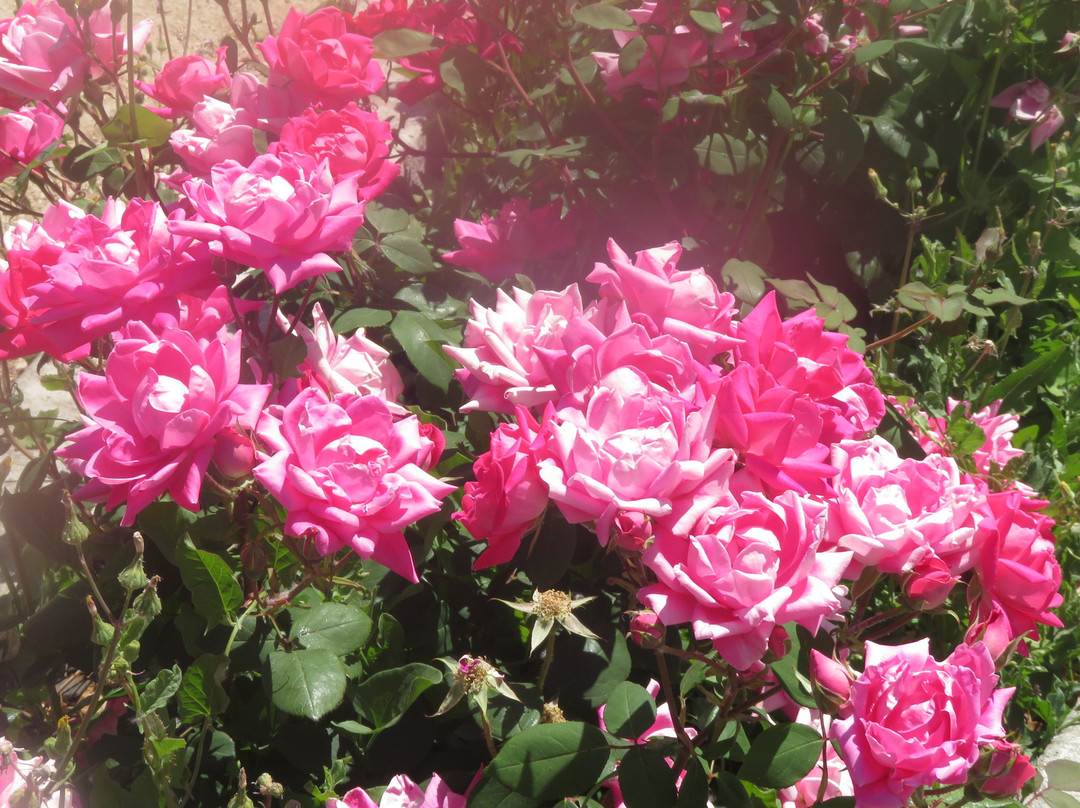 Plaza de Cesar Chavez Park-圣何塞必去景点