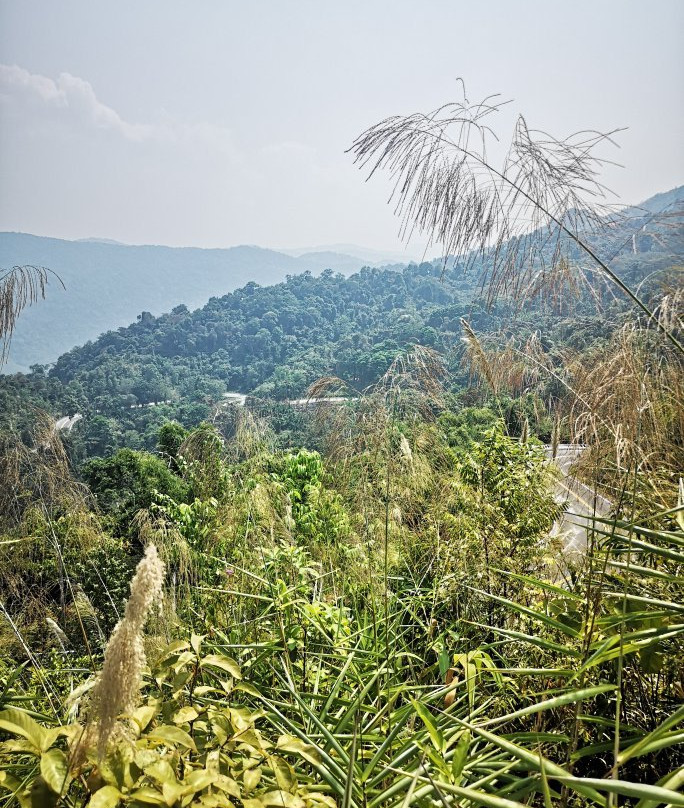 Phu Langka Forest Park景点图片