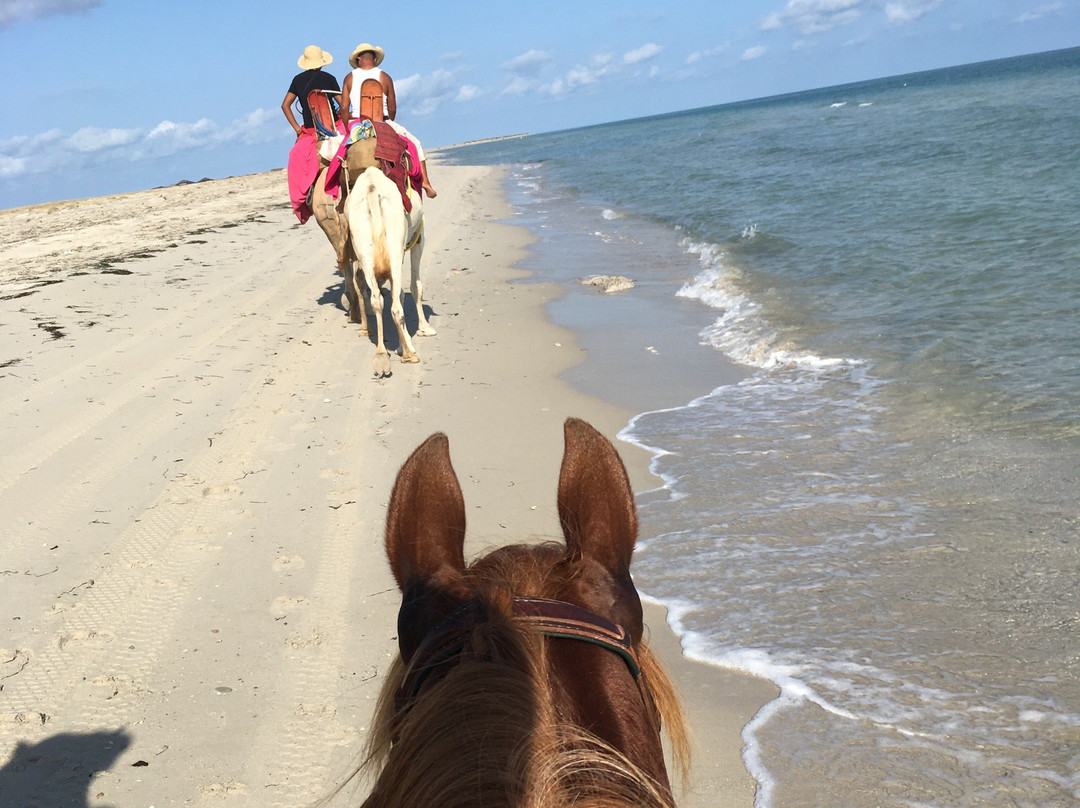 Djerba Zitouna Stables-杰尔巴岛必去景点