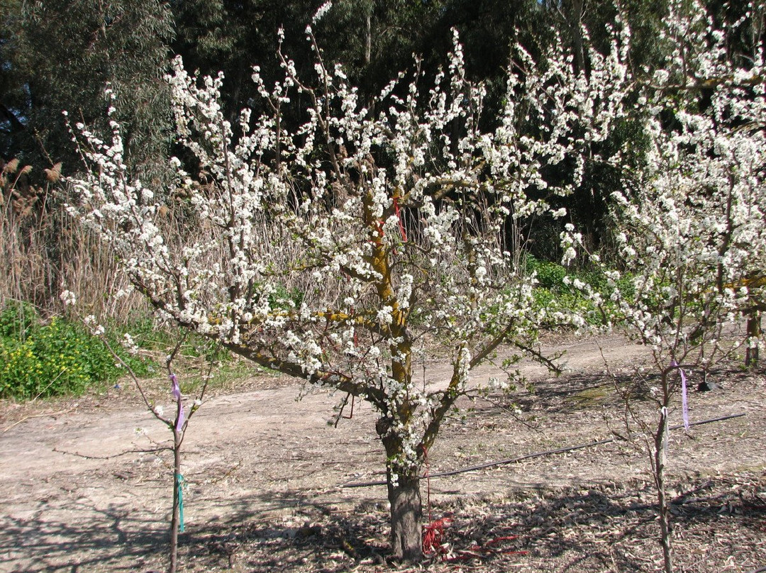 Katif Odem-Odem必去景点