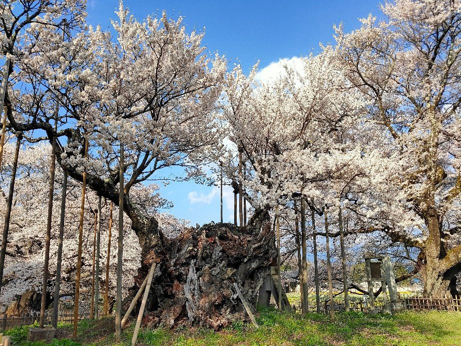 Yamataka Jindai Cherry Blossom景点图片