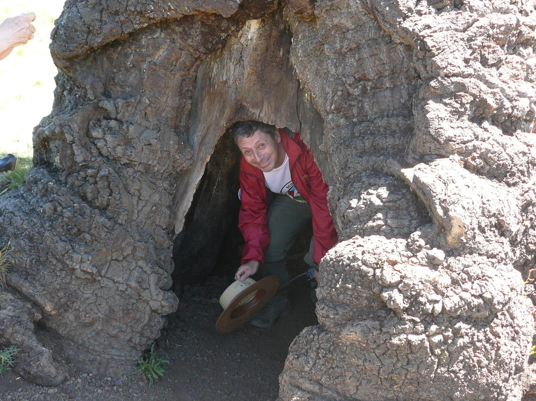 Eco Tour Terra-Curacautin必去景点